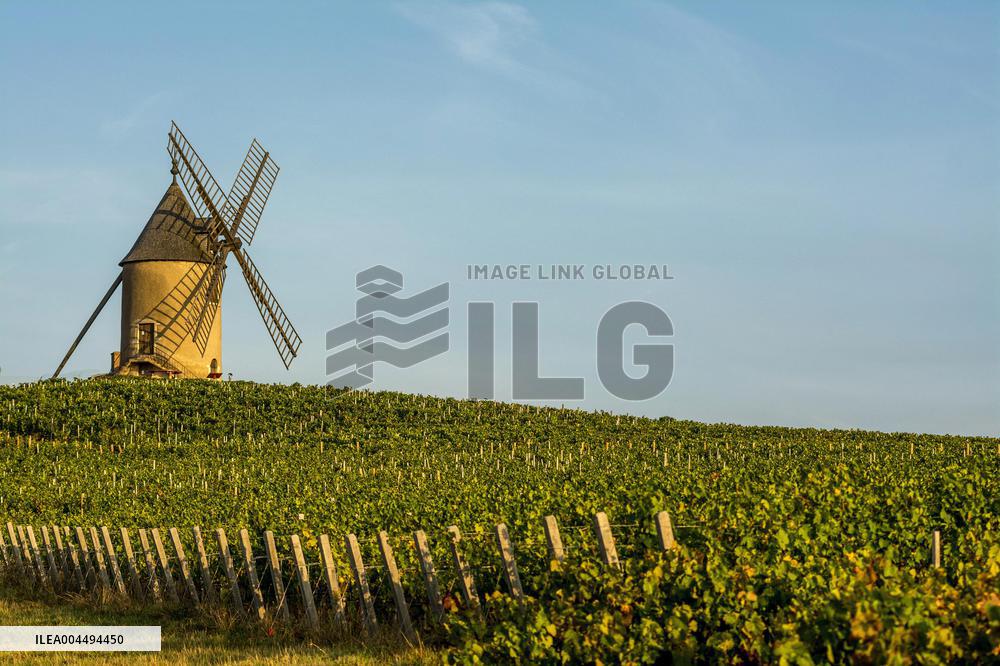 Illustration - Vin Bourgogne