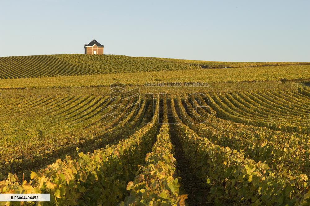 Illustration - Vin Champagne