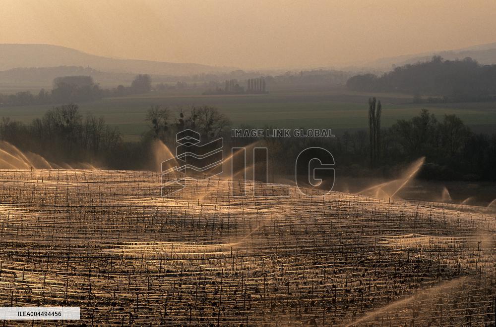 Illustration - Vin Champagne