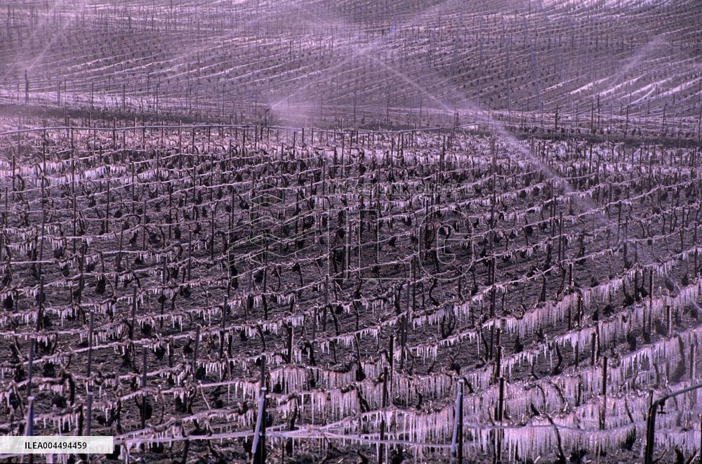 Illustration - Vin Champagne