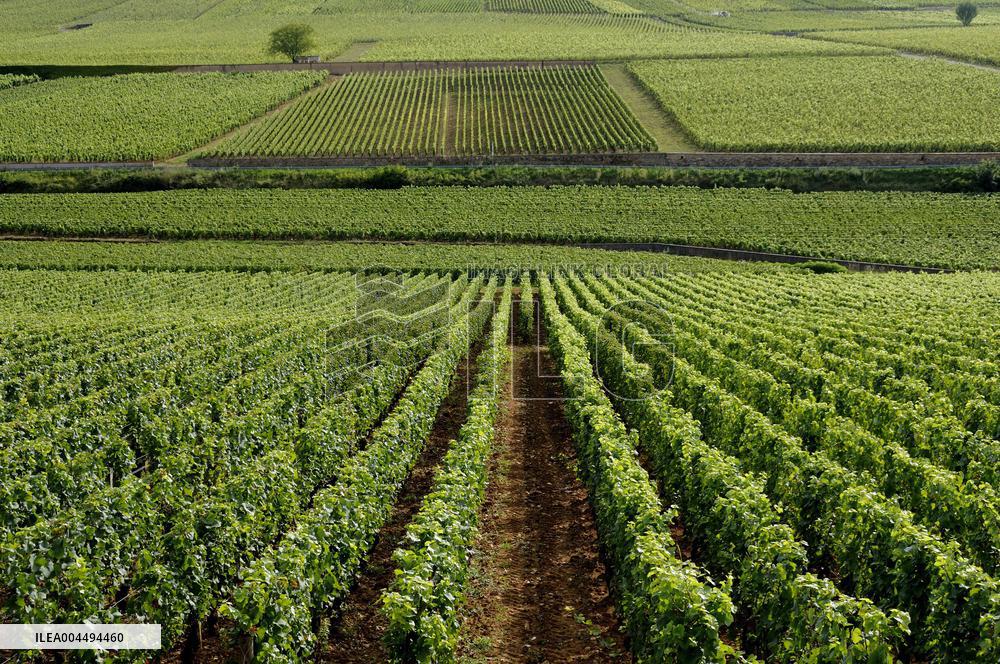 Illustration - Vin Bourgogne