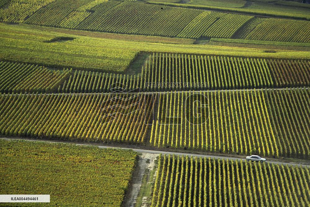 Illustration - Vin Champagne