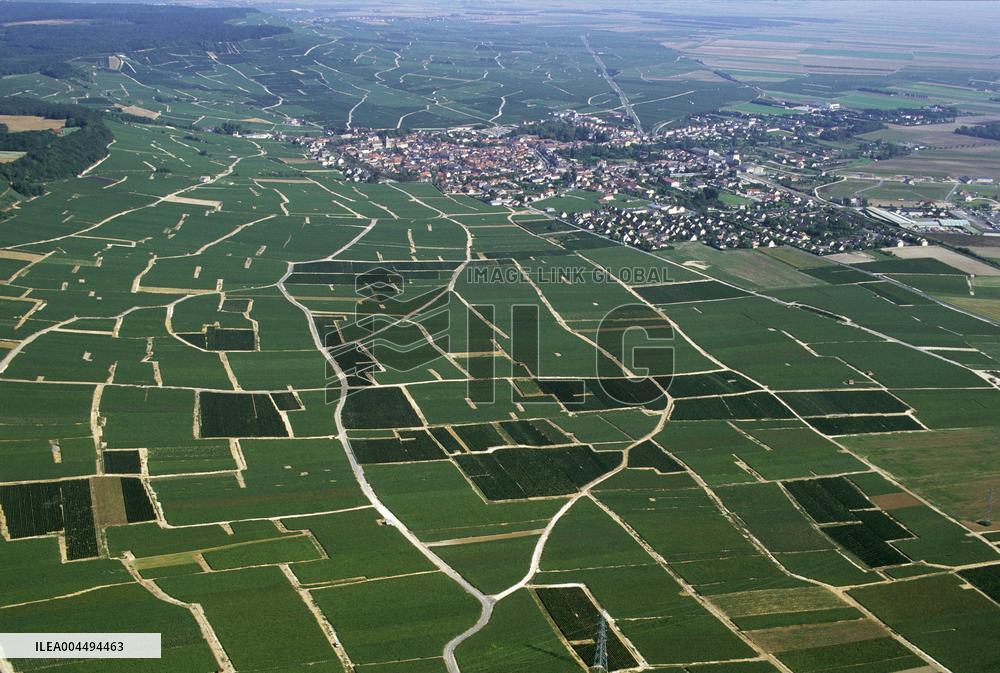 Illustration - Vin Champagne