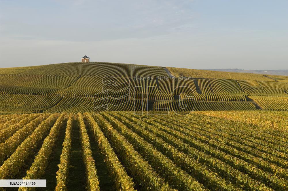 Illustration - Vin Champagne