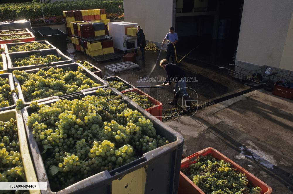 Illustration - Vin Champagne