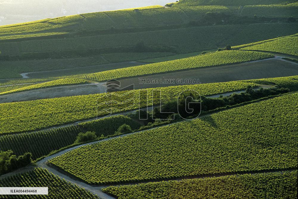 Illustration - Vin Champagne