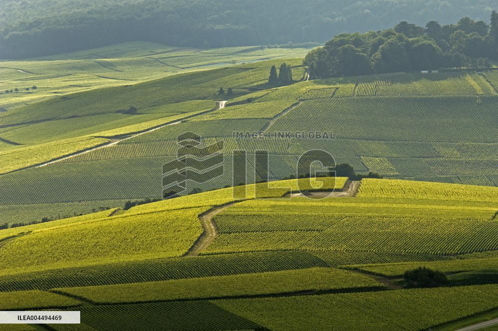 Illustration - Vin Champagne