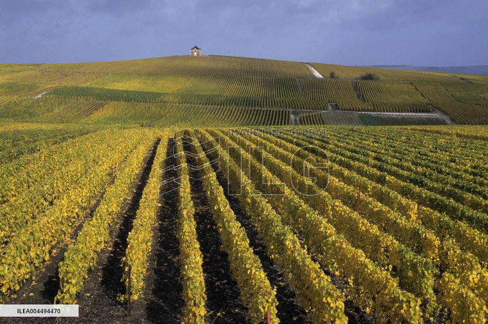 Illustration - Vin Champagne