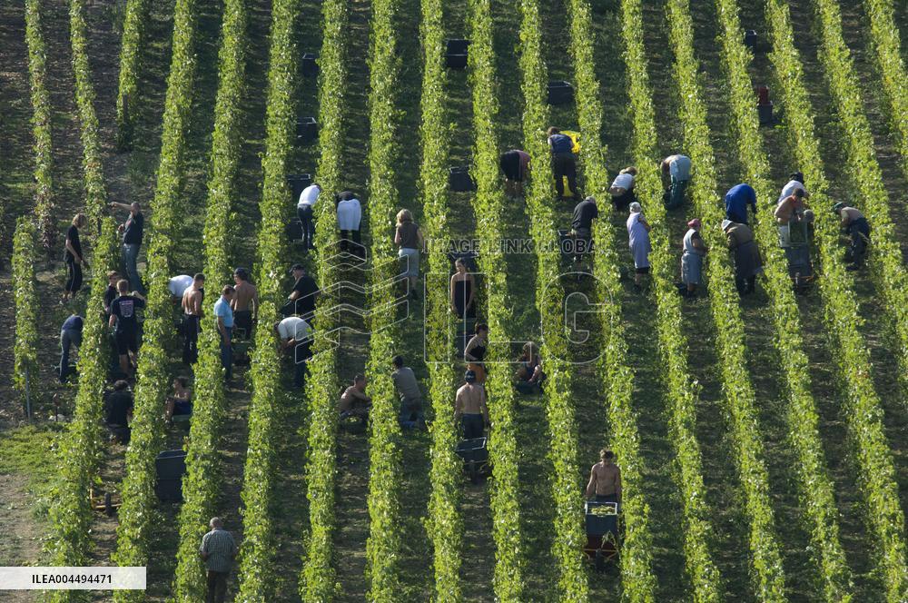 Illustration - Vin Champagne