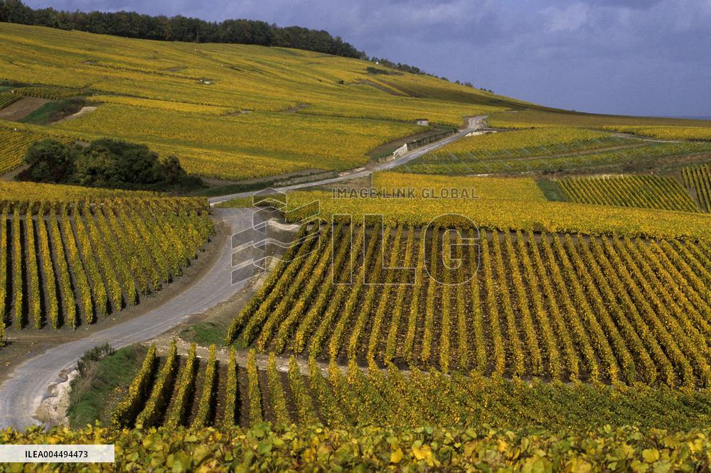 Illustration - Vin Champagne