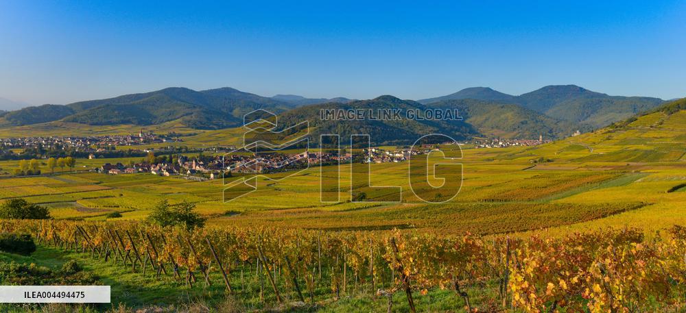 Illustration - Vin Alsace