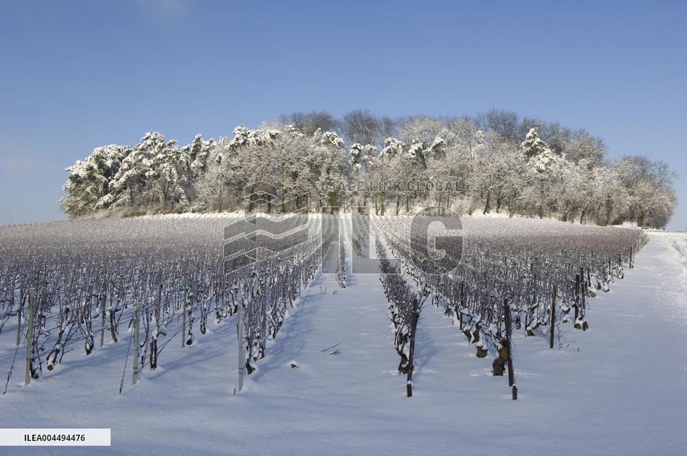 Illustration - Vin Champagne