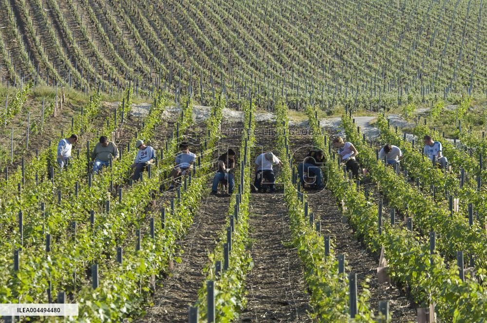 Illustration - Vin Champagne