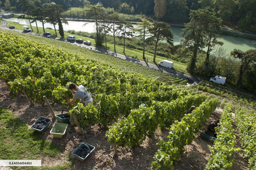 Illustration - Vin Champagne