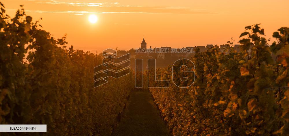 Illustration - Vin Alsace