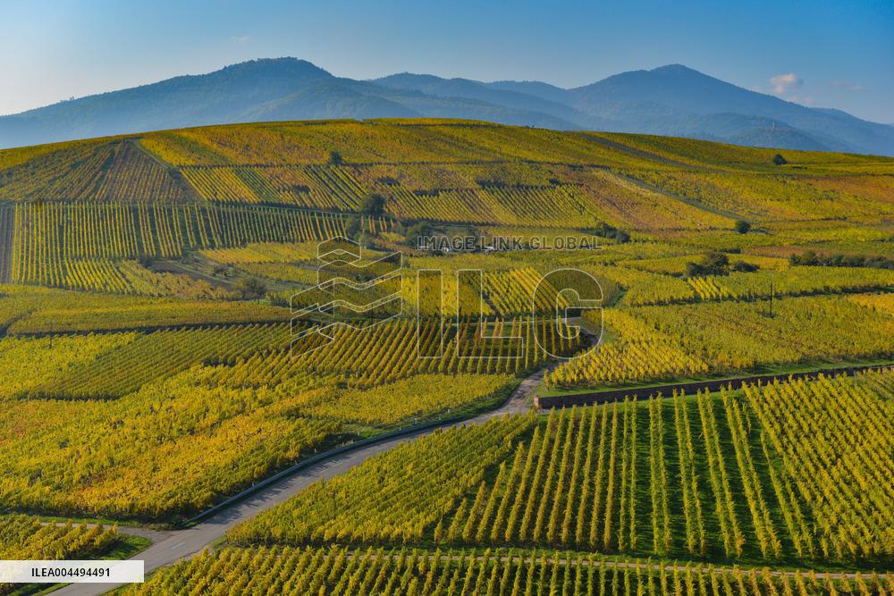 Illustration - Vin Alsace