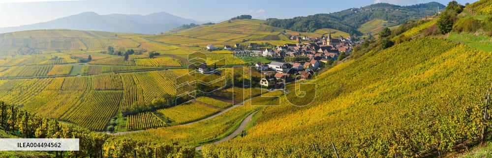 Illustration - Vin Alsace