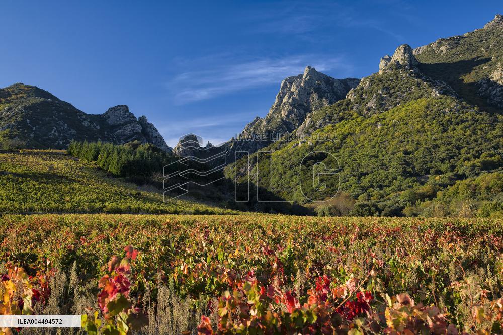 Illustration - Vin Alsace