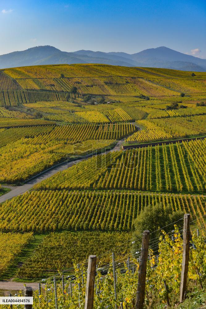 Illustration - Vin Alsace