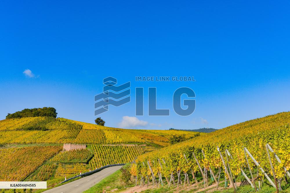 Illustration - Vin Alsace