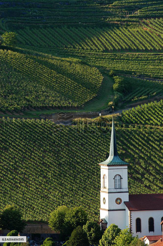 Illustration - Vin Alsace