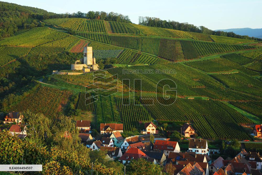 Illustration - Vin Alsace