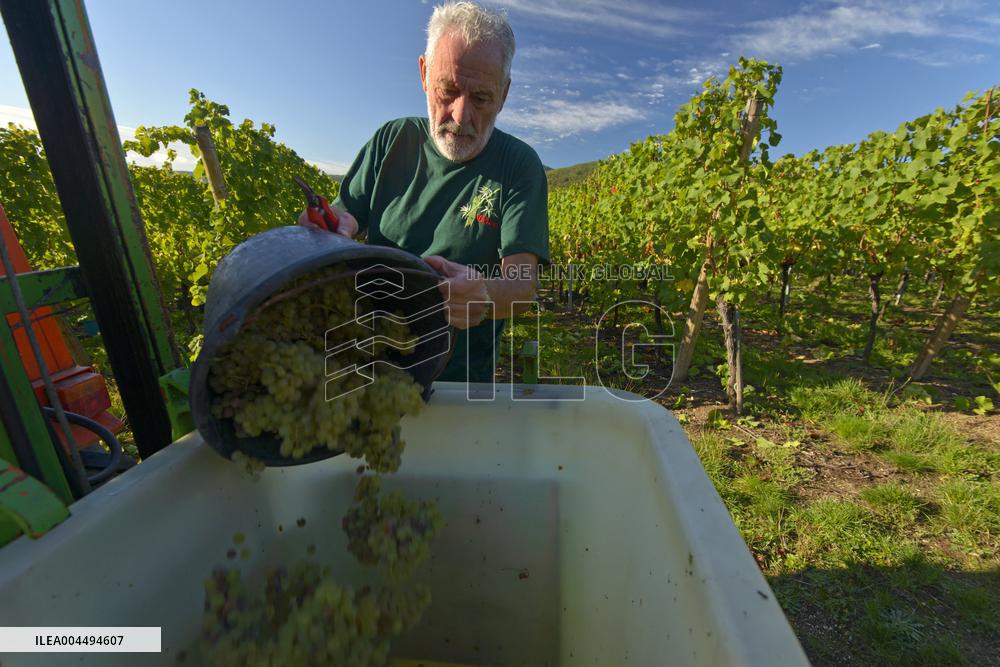 Illustration - Vin Alsace