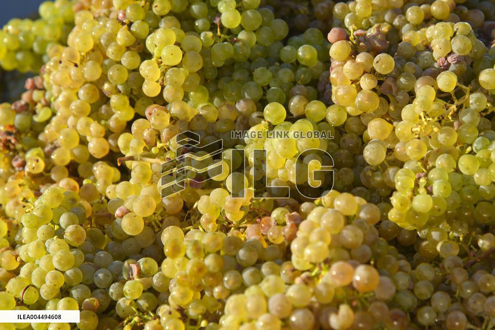 Illustration - Vin Alsace