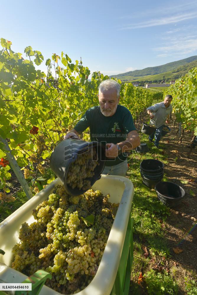 Illustration - Vin Alsace