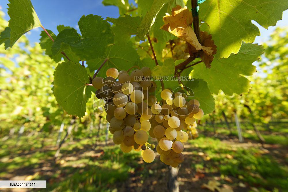 Illustration - Vin Alsace