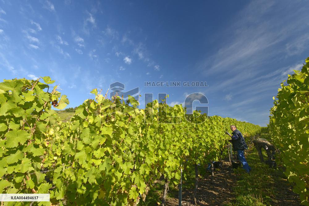 Illustration - Vin Alsace