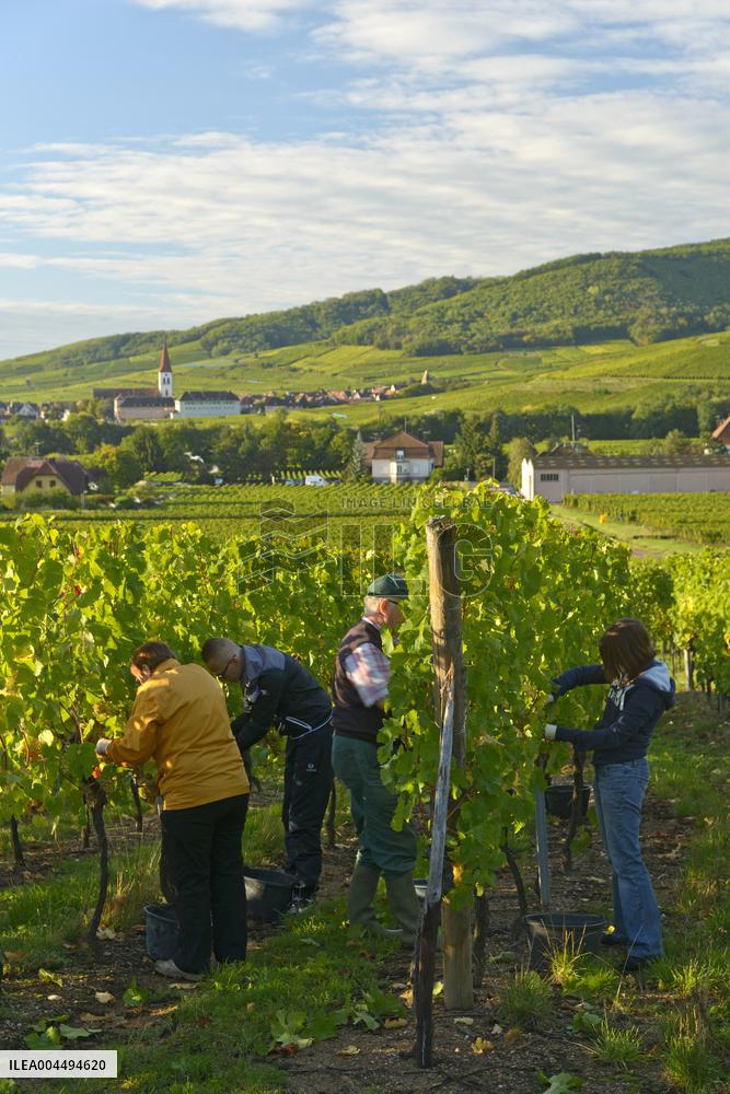 Illustration - Vin Alsace