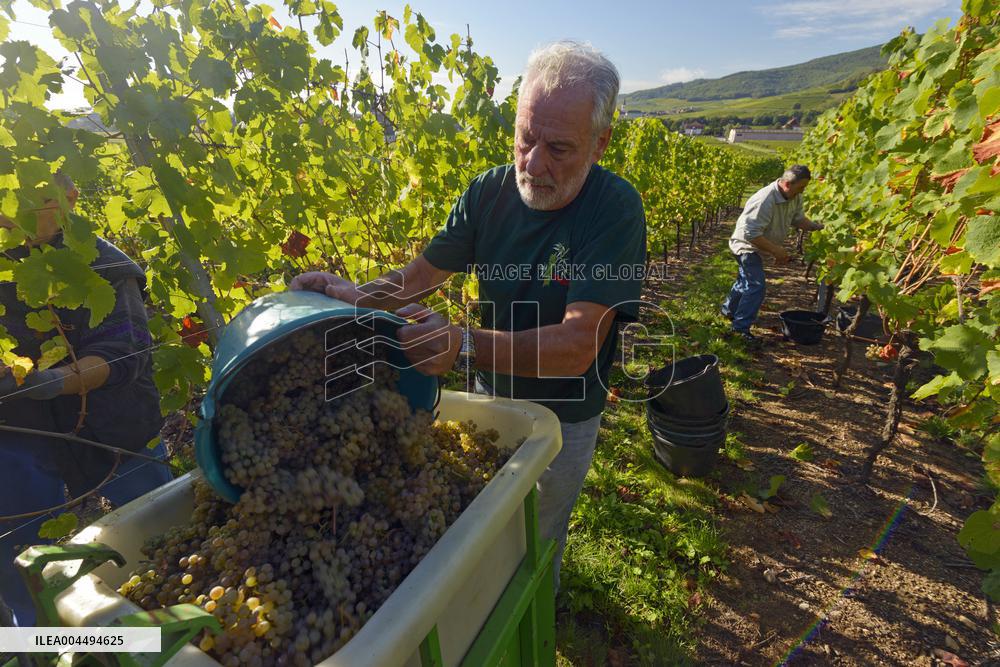 Illustration - Vin Alsace