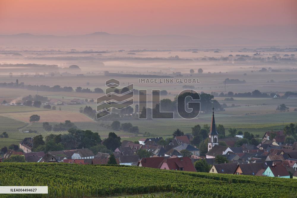 Illustration - Vin Alsace