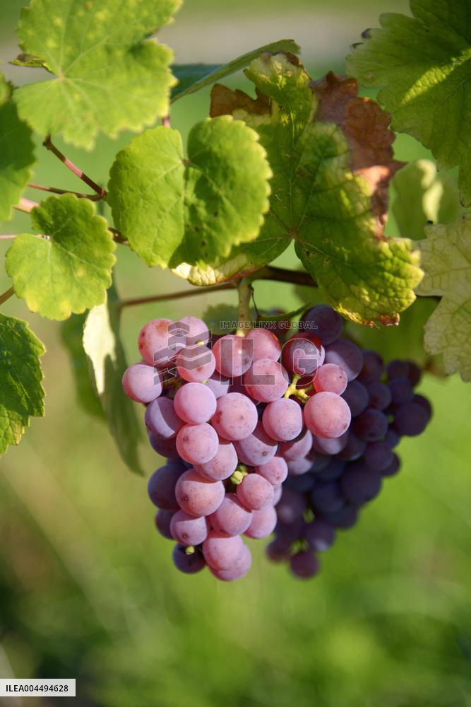 Illustration - Vin Alsace