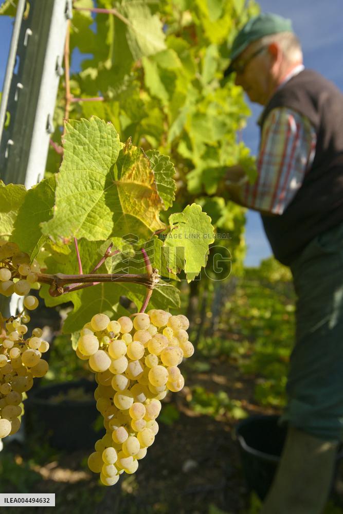 Illustration - Vin Alsace