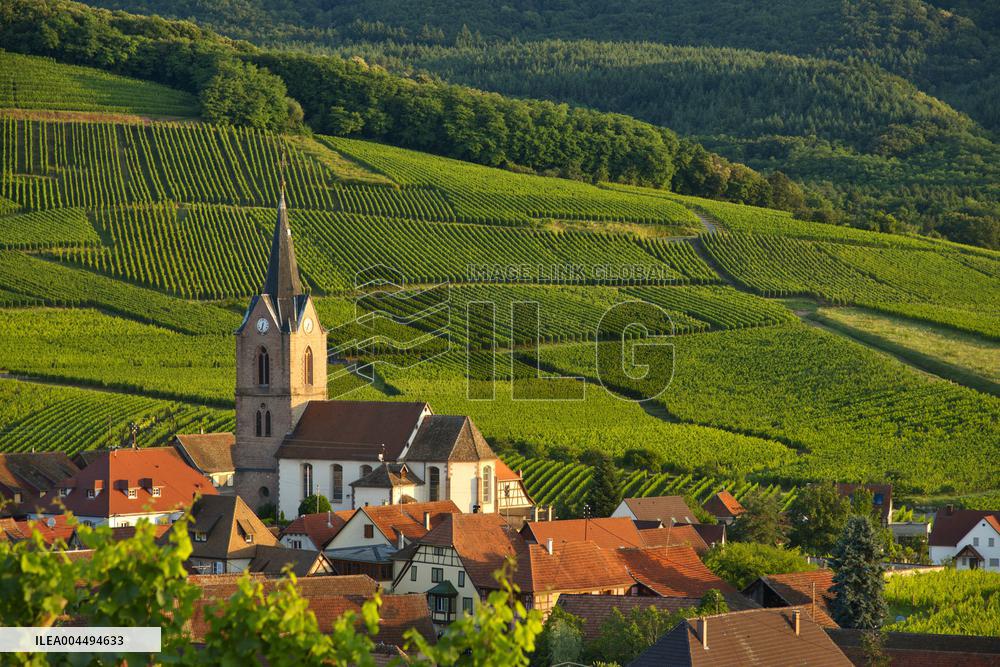 Illustration - Vin Alsace