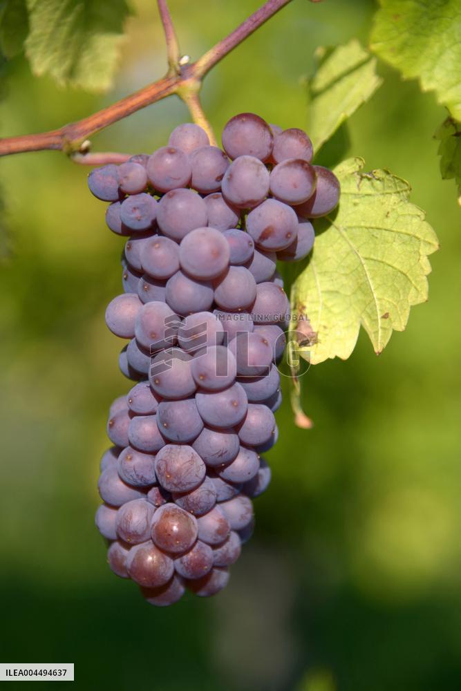 Illustration - Vin Alsace