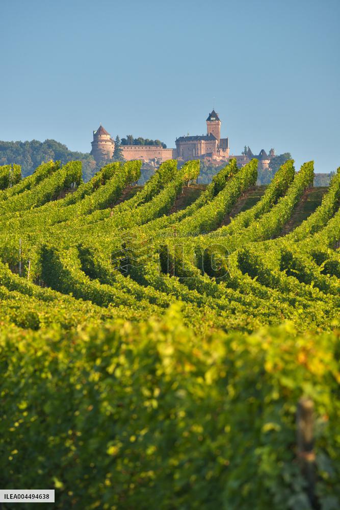 Illustration - Vin Alsace