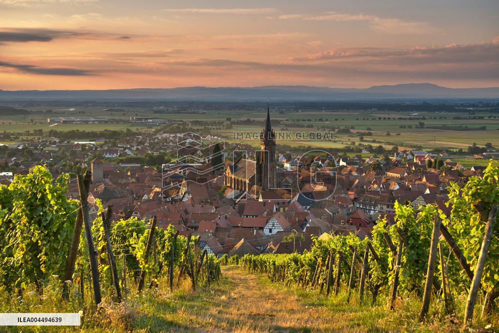 Illustration - Vin Alsace