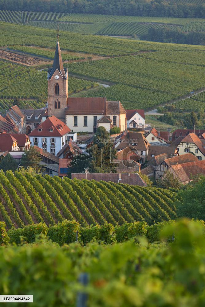 Illustration - Vin Alsace