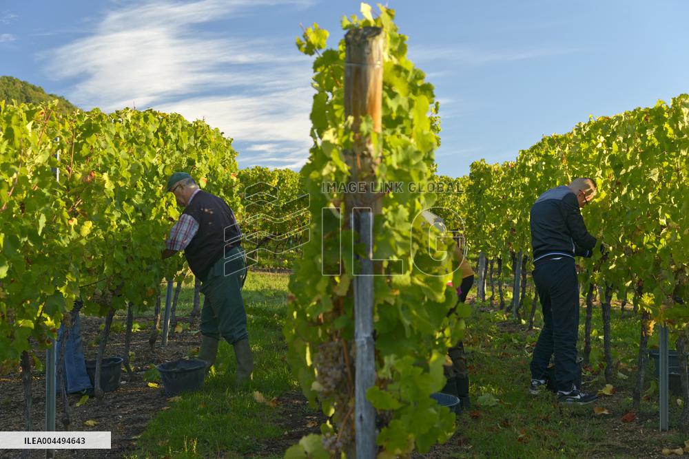 Illustration - Vin Alsace