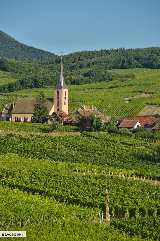 Illustration - Vin Alsace