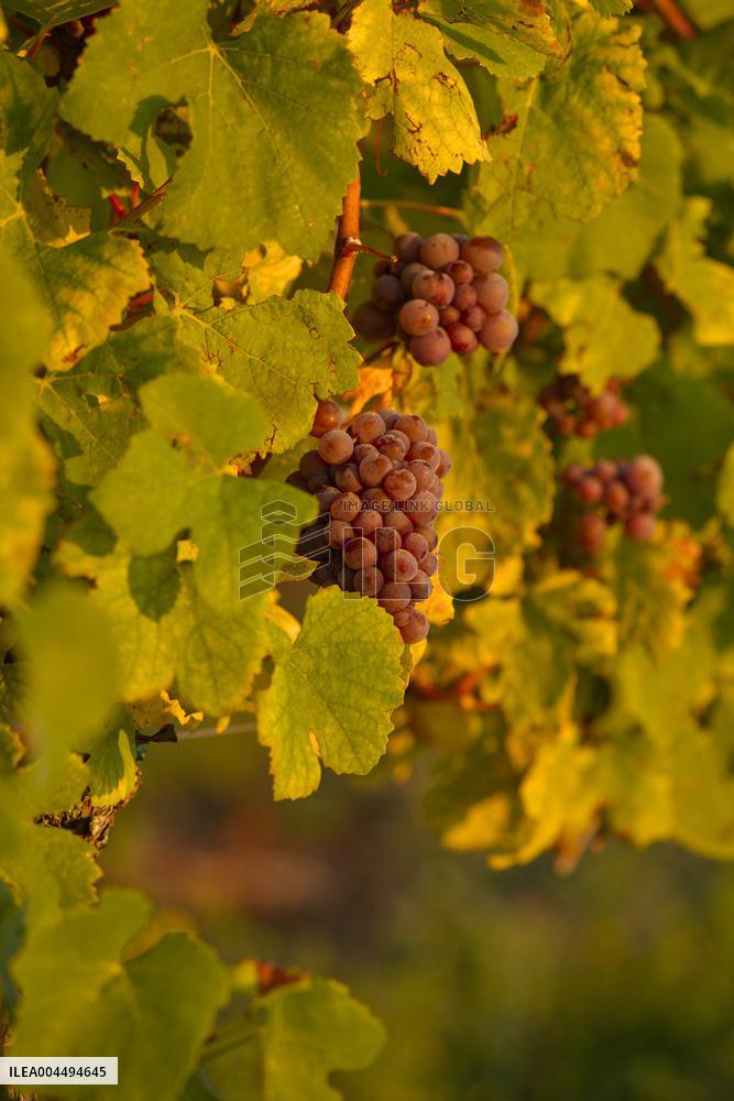 Illustration - Vin Alsace