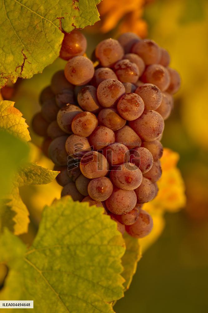 Illustration - Vin Alsace