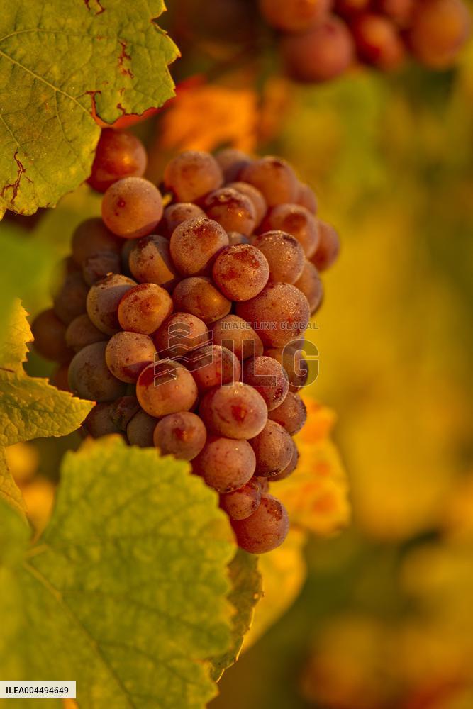 Illustration - Vin Alsace