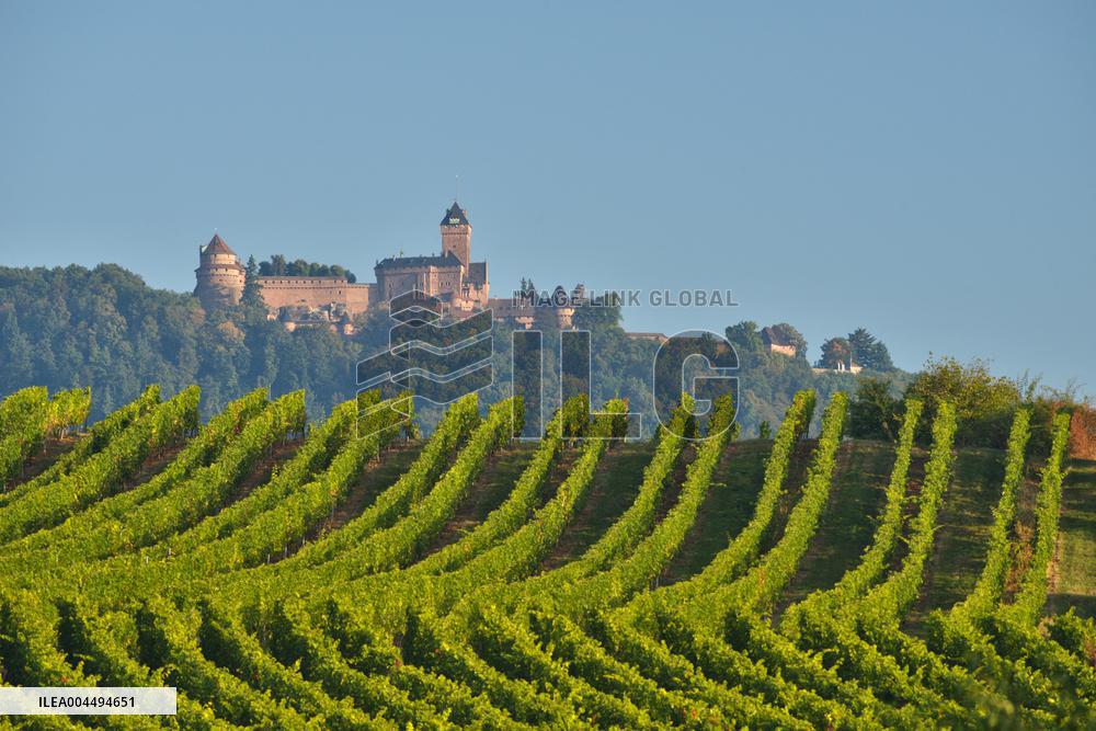 Illustration - Vin Alsace