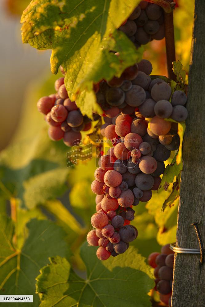 Illustration - Vin Alsace