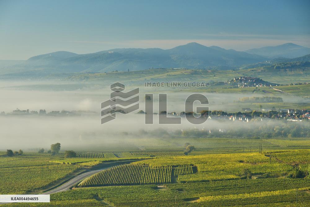 Illustration - Vin Alsace