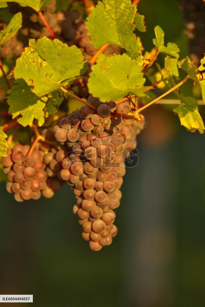 Illustration - Vin Alsace